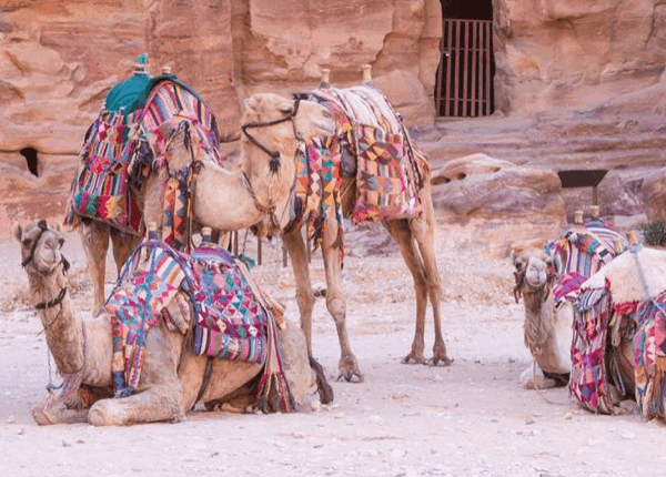 Meerdere buikdanseressen Kamelen te huur